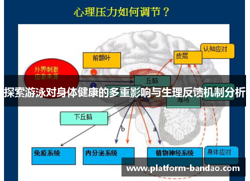 探索游泳对身体健康的多重影响与生理反馈机制分析